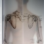 anatomie boek