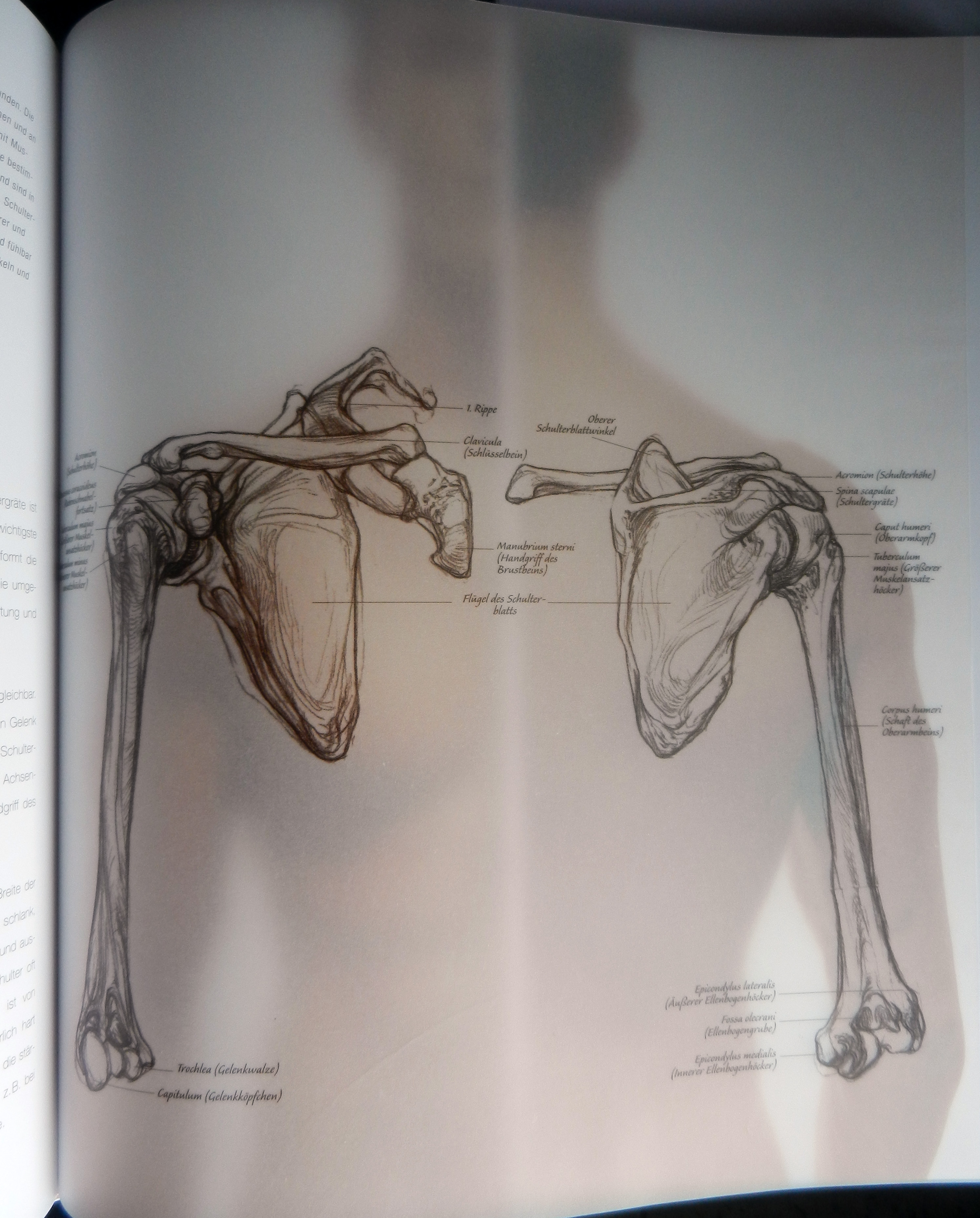 anatomie boek